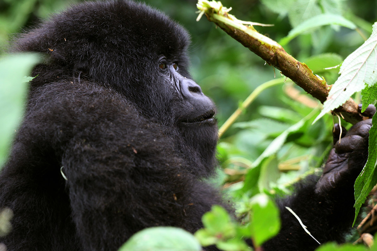 rwanda/gor_female_looking