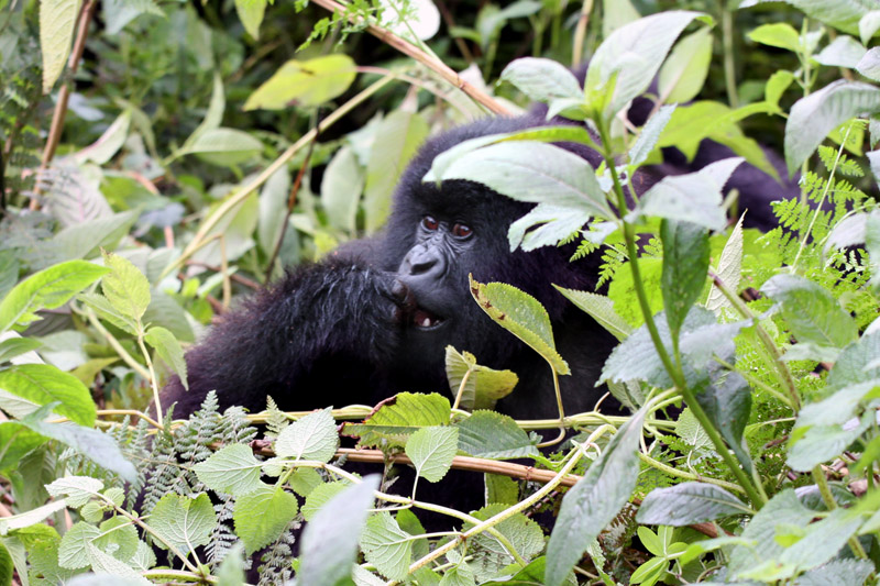 rwanda/gor_peering