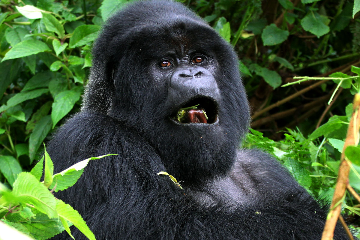 rwanda/gor_silveback_eating_very_close