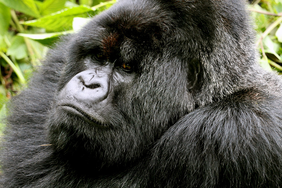 rwanda/gor_silverback_close