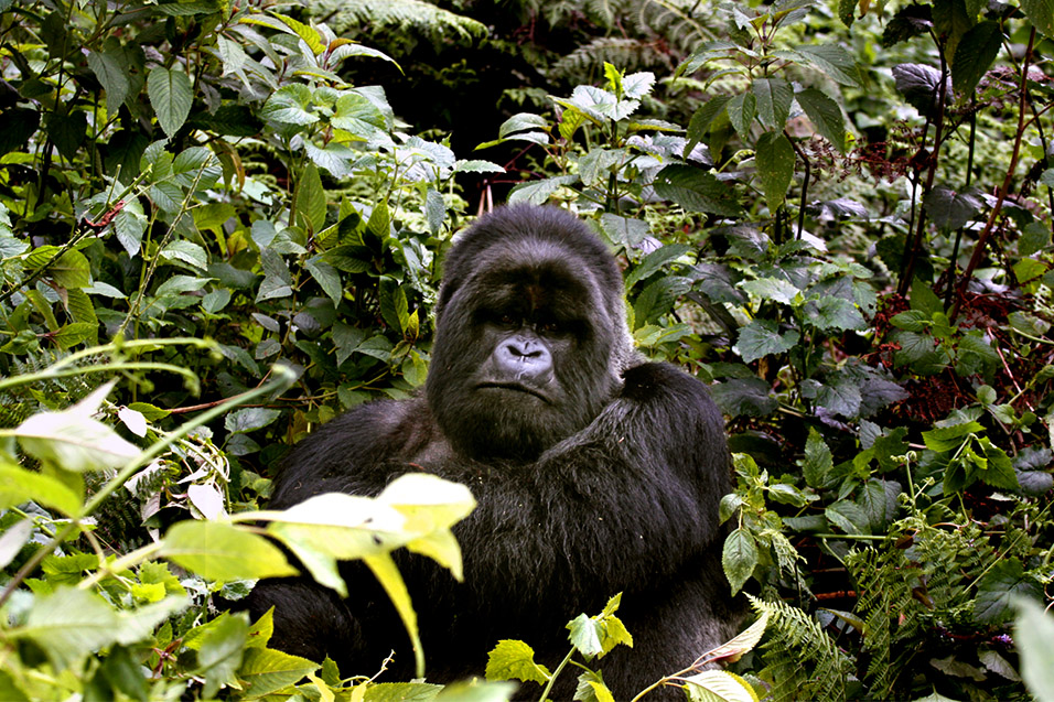 rwanda/gor_silverback_cross_arms