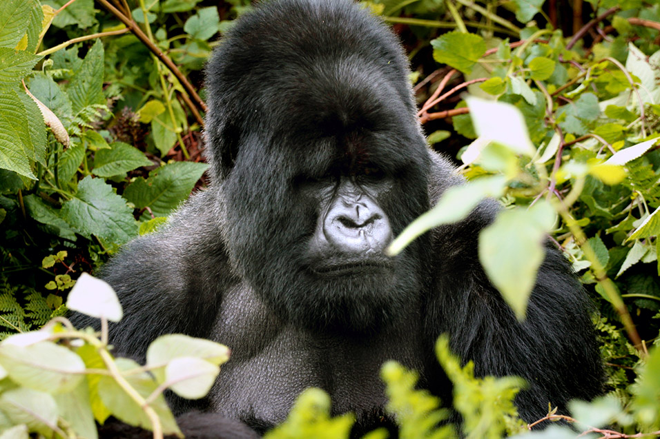 rwanda/gor_silverback_frown