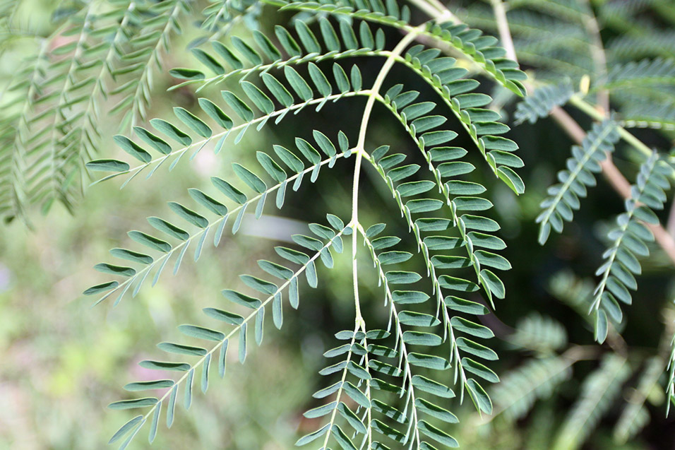 seychelles/la_digue_asd_plant