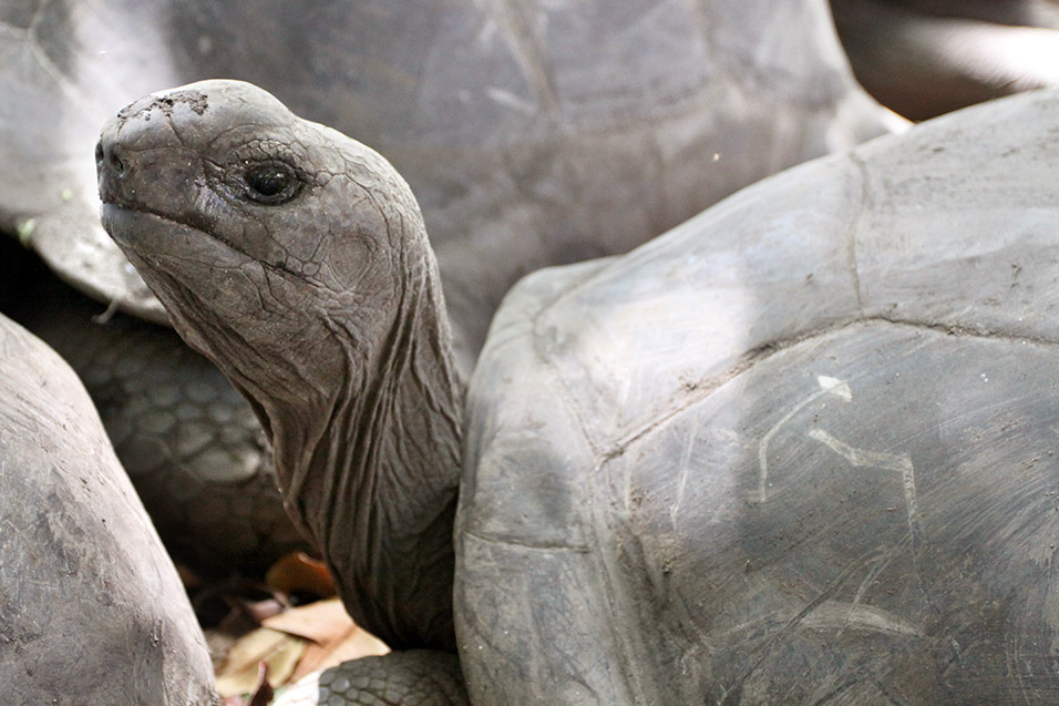 seychelles/la_digue_turtle_head_eye