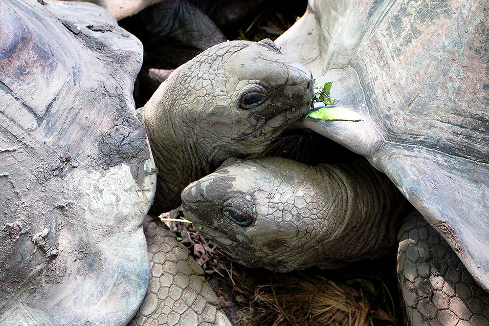 seychelles/la_digue_turtle_kiss