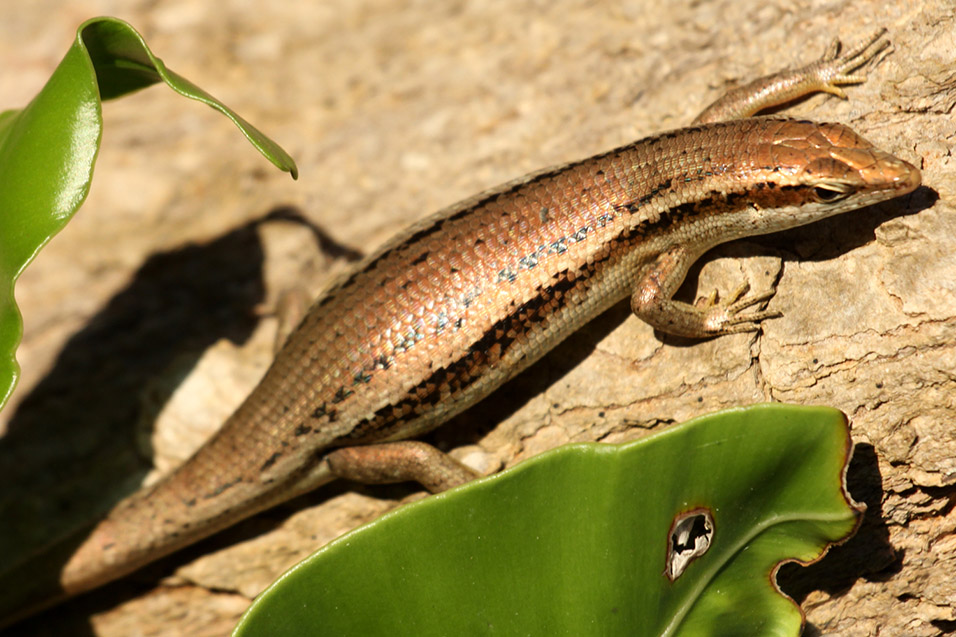 seychelles/praslin_lizard_diagonal