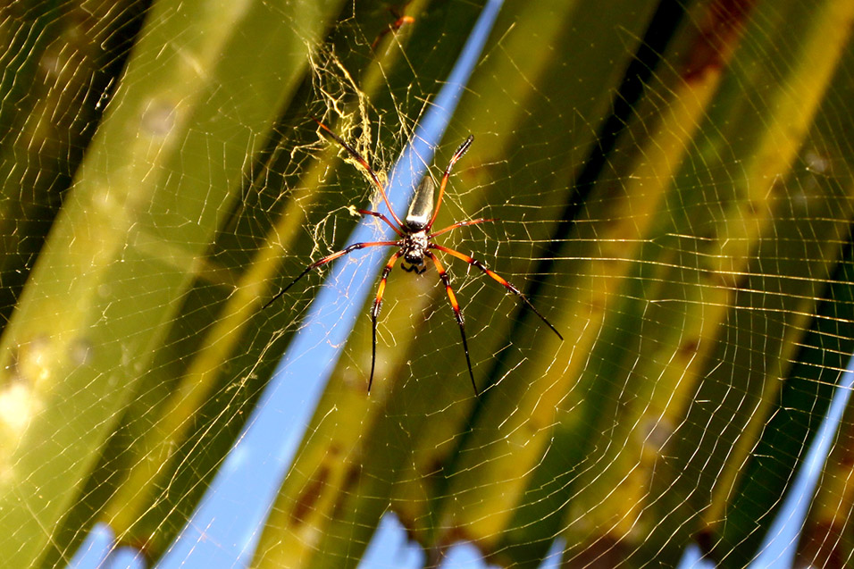 seychelles/praslin_spider_close