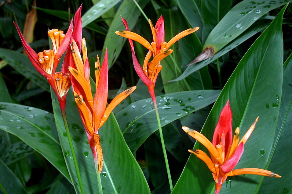 singapore/singapore_birds_of_paradise