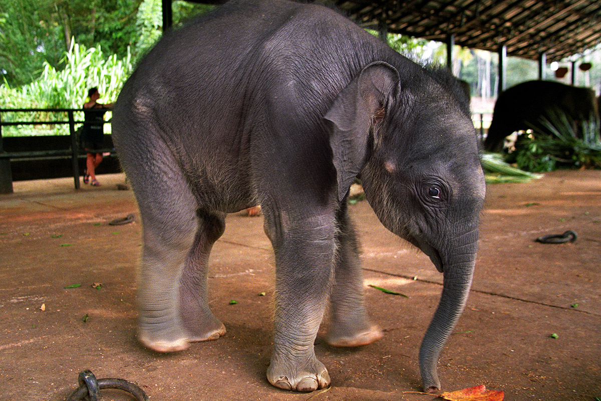 sri_lanka/elephant_baby