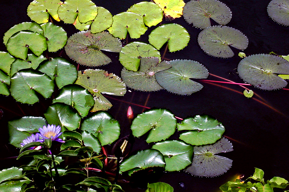 sri_lanka/lilly_pads