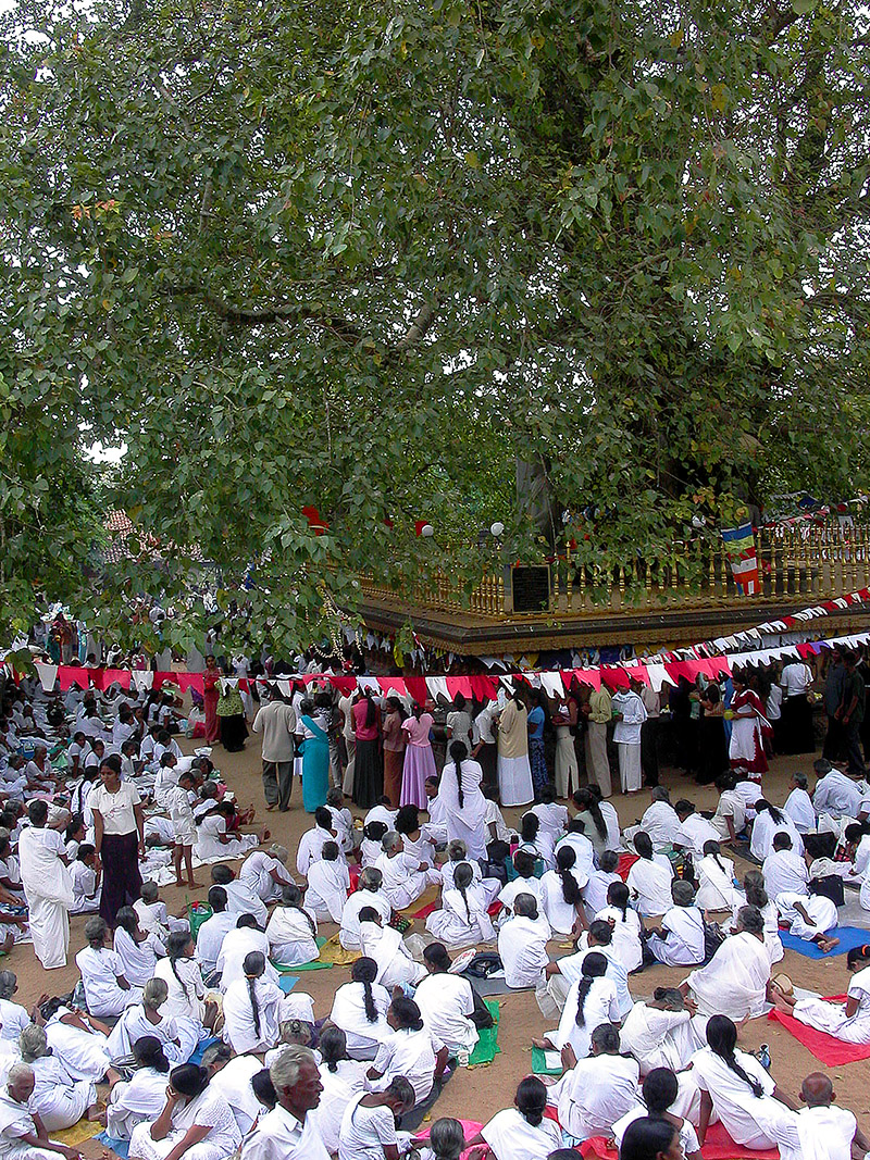 sri_lanka/temple_bodhi_tree