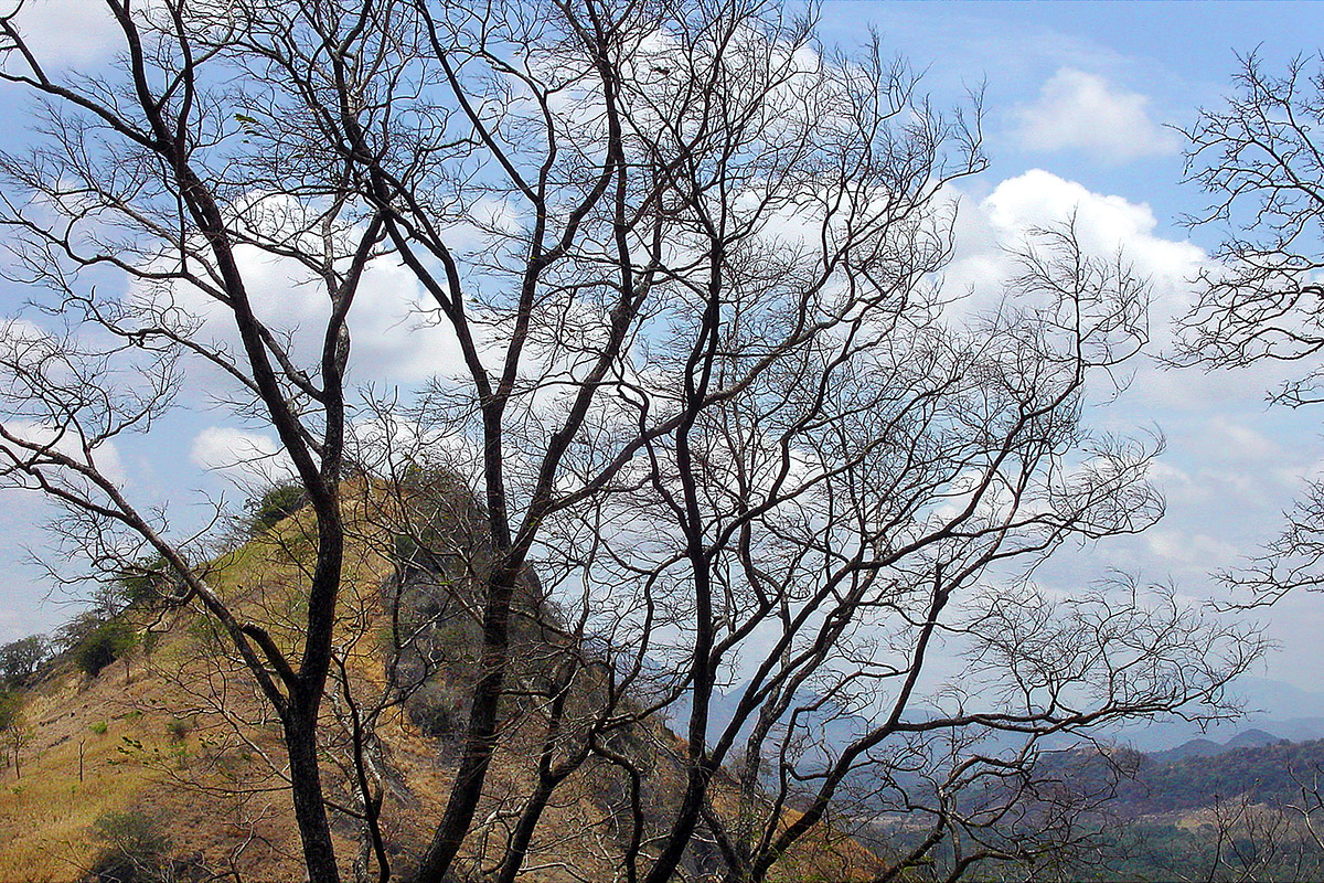 sri_lanka/trees