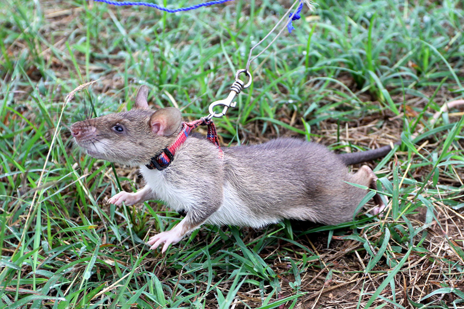 tanzania/2010/hero_rat_close