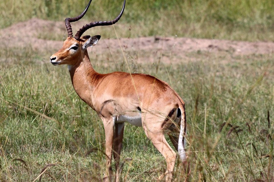 tanzania/2010/impala_territorial_male