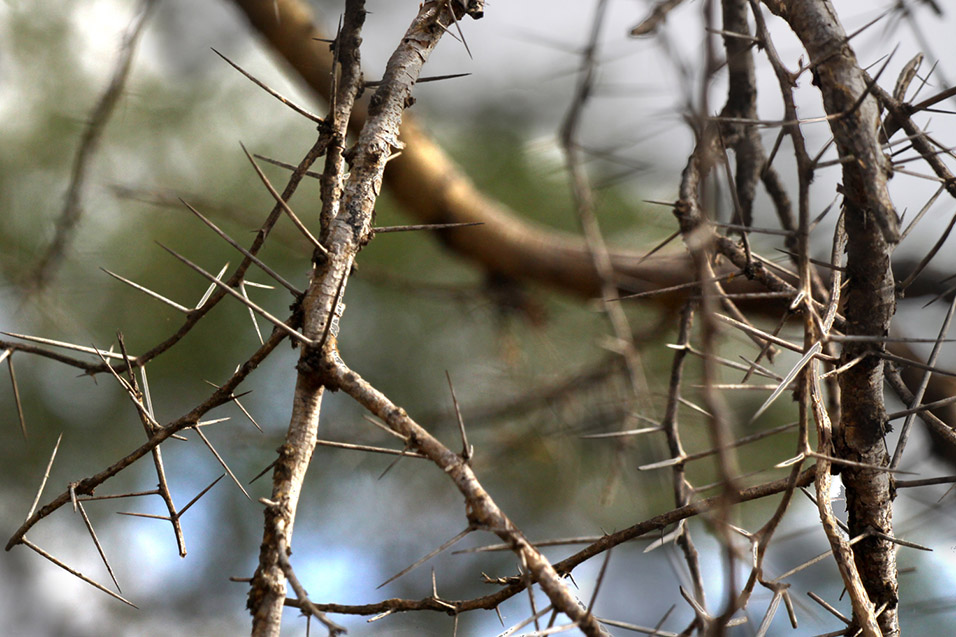 tanzania/2010/mikumi_acacia_thorns