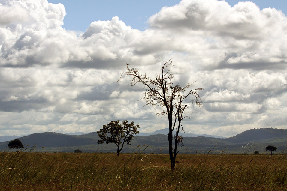 tanzania/2010/mikumi_african_veld