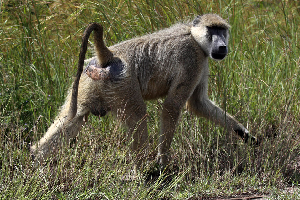 tanzania/2010/mikumi_baboon_mean