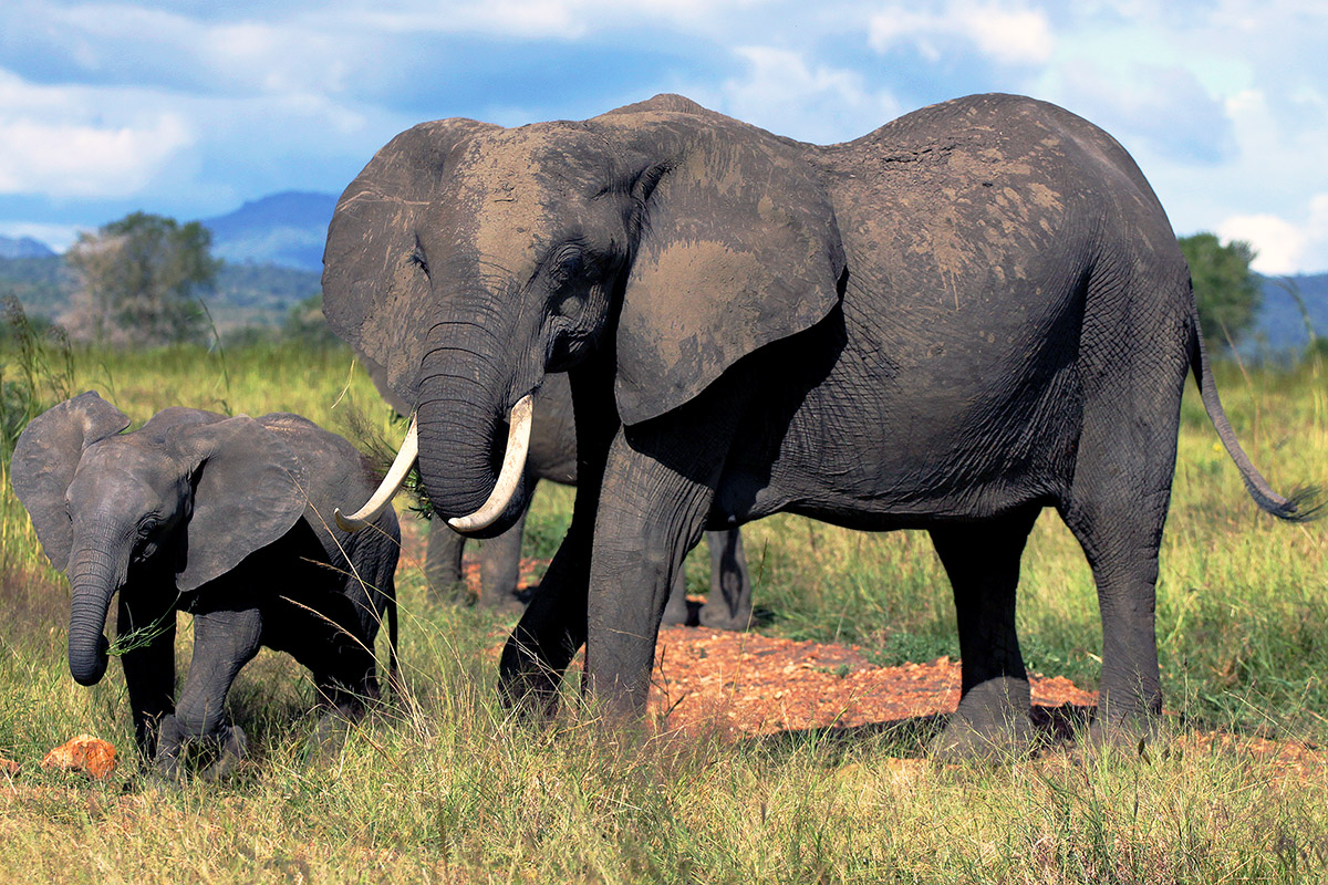 tanzania/2010/mikumi_elephant_mom_baby_ears