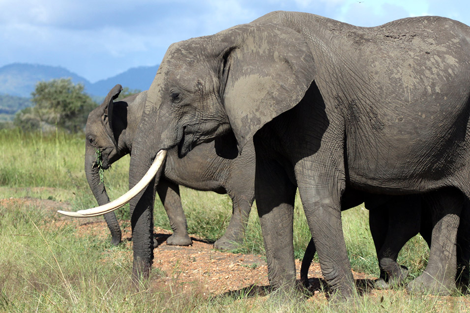 tanzania/2010/mikumi_elephants_eating