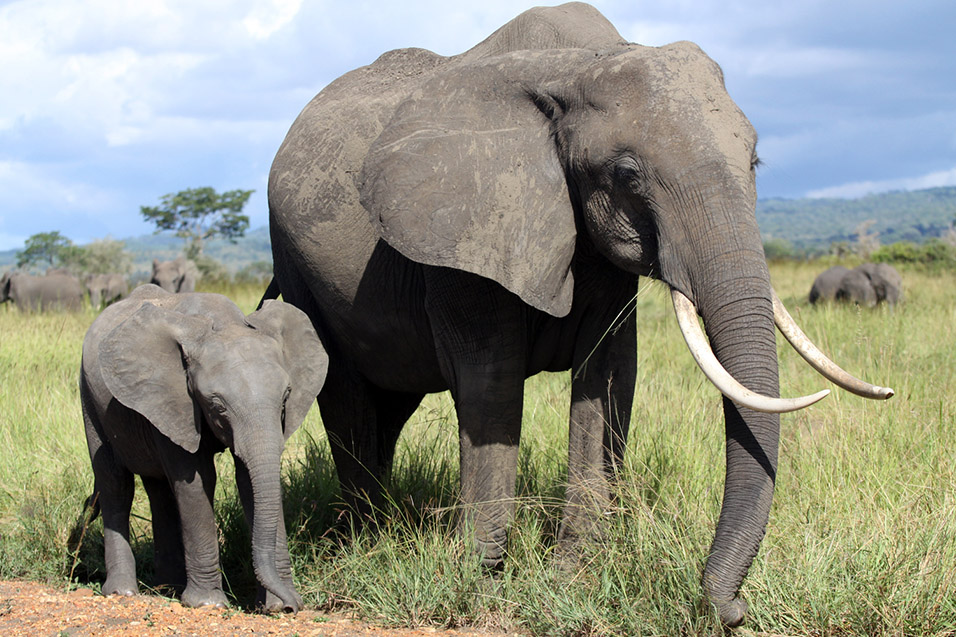 tanzania/2010/mikumi_elephants_mom_baby