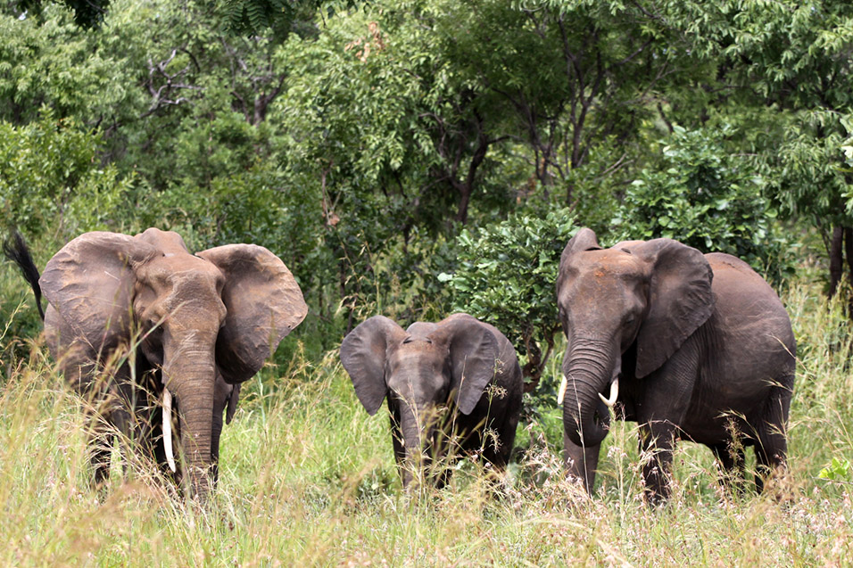 tanzania/2010/mikumi_elephants_outside