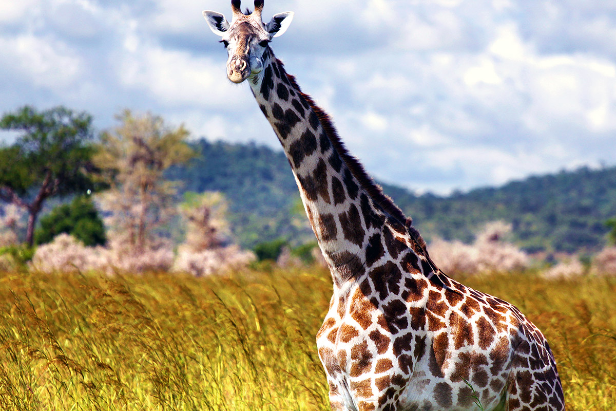 tanzania/2010/mikumi_giraffe_close