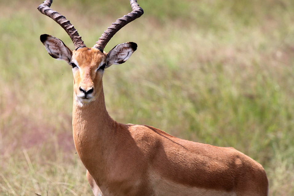 tanzania/2010/mikumi_impala_close