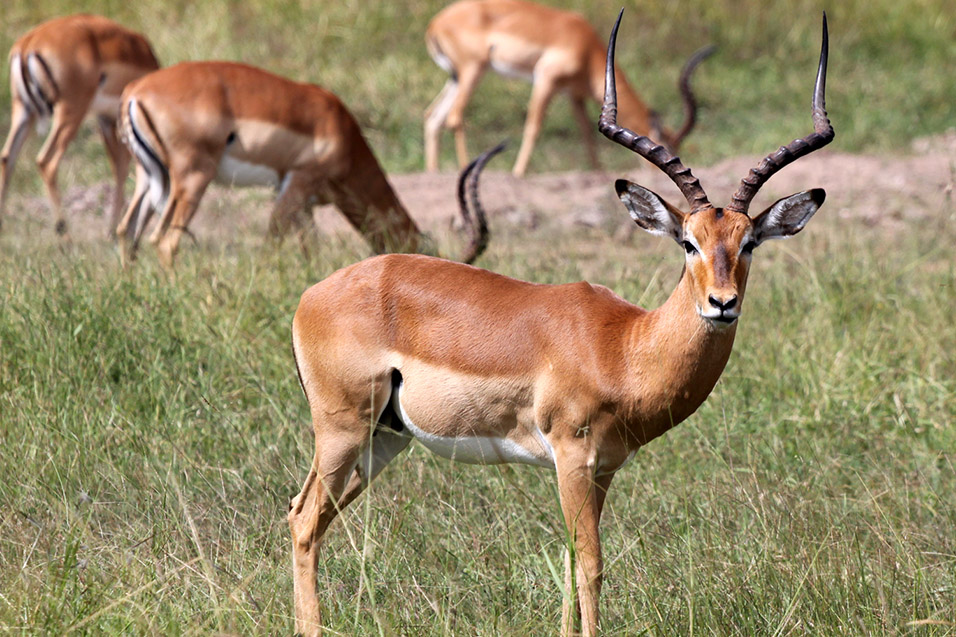 tanzania/2010/mikumi_impala_male_females