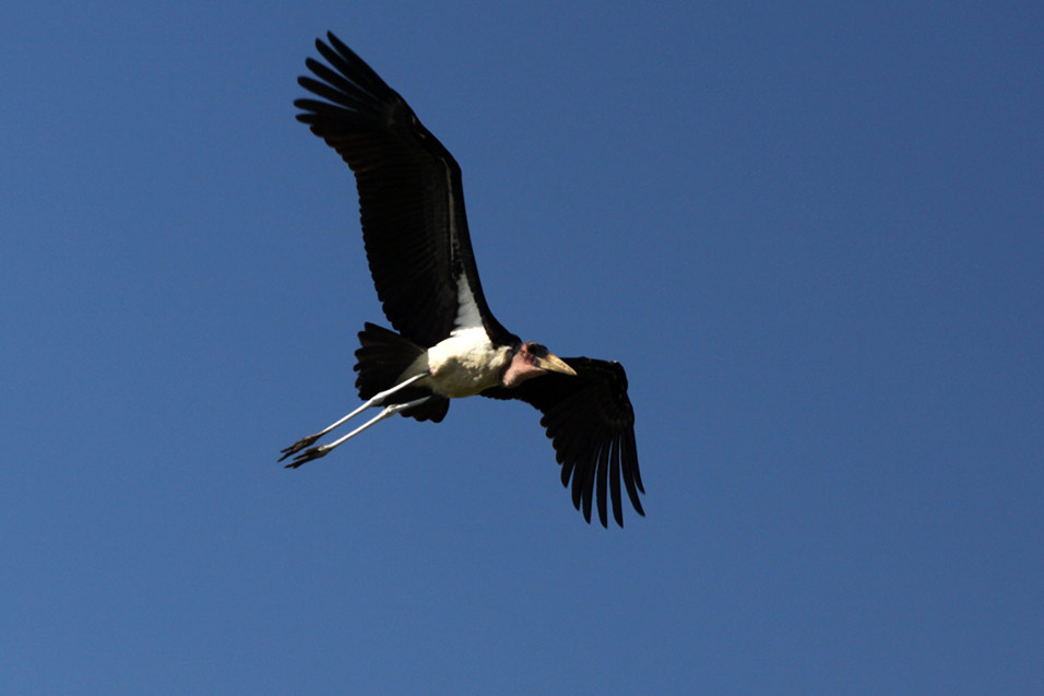 tanzania/2010/mikumi_stork_flying