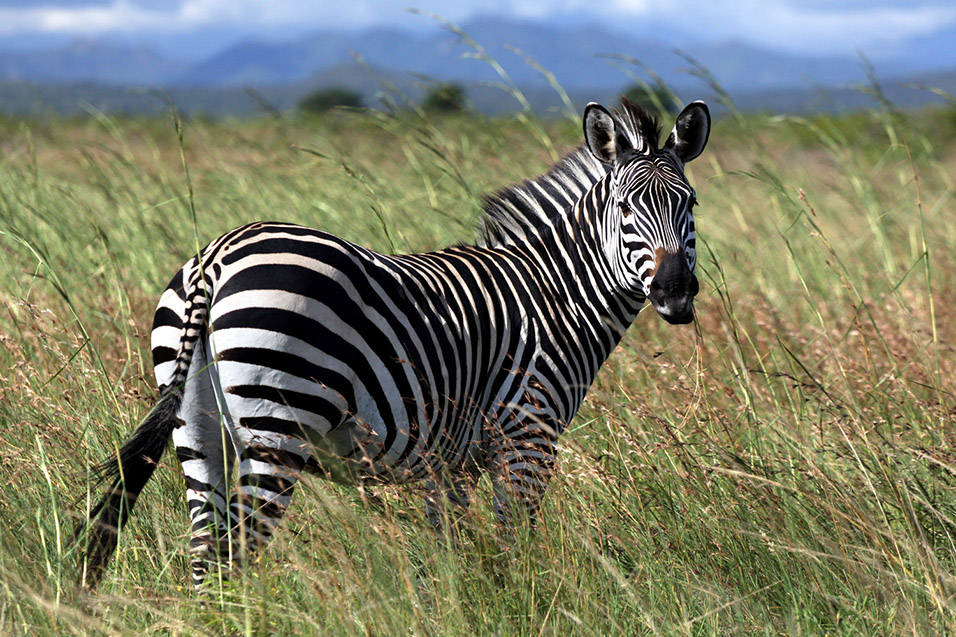 tanzania/2010/mikumi_zebra_looking