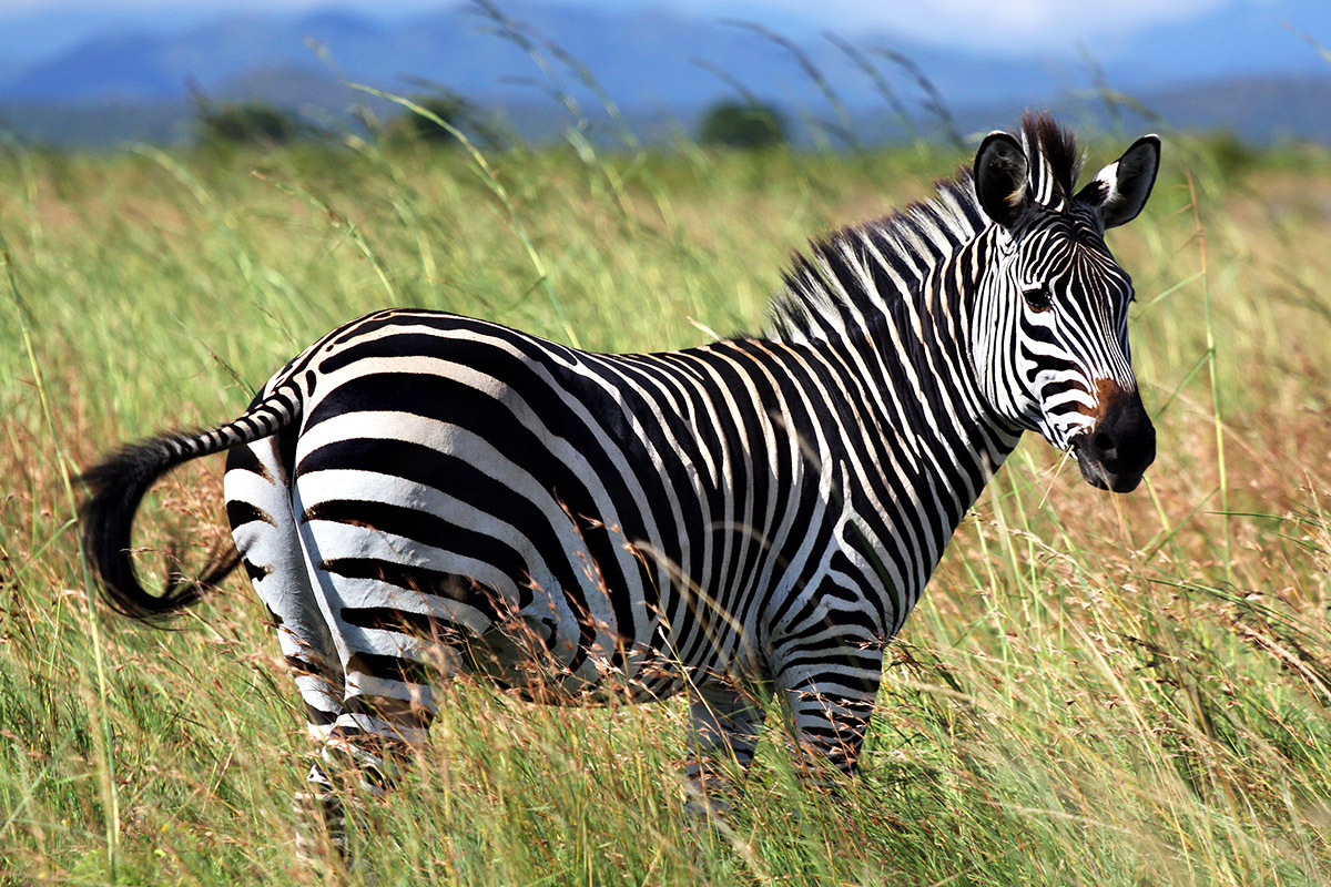 tanzania/2010/mikumi_zebra_tail