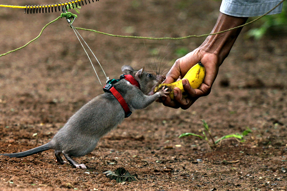 tanzania/2010/rat_reward