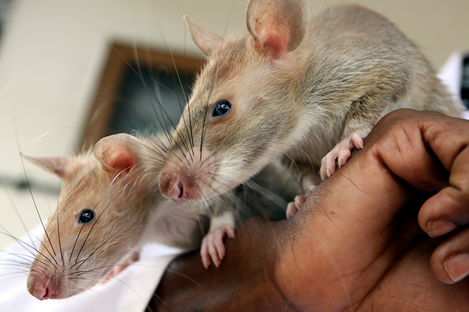 tanzania/2010/rats_two_close