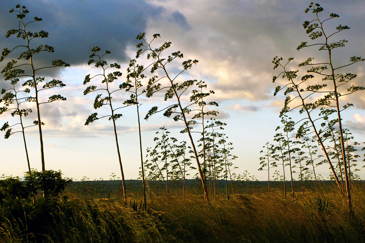 tanzania/2010/road_bushes