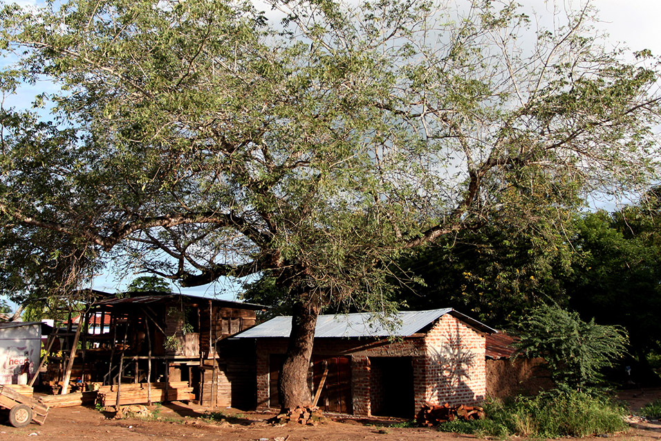 tanzania/2010/road_cool_tree