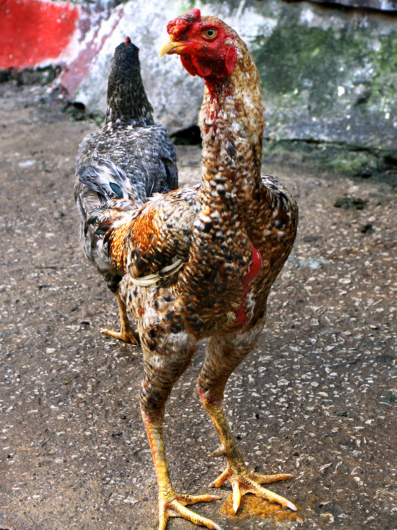 tanzania/2010/zan_chicken