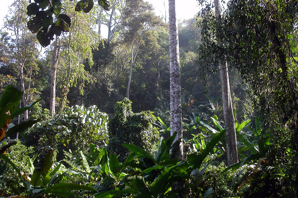 thailand/2004/chiang_mai_trek_jungle