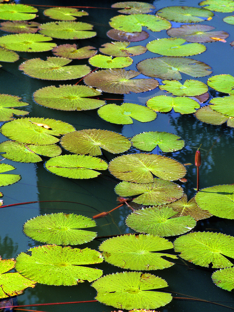 thailand/2004/isan_lilly_pads