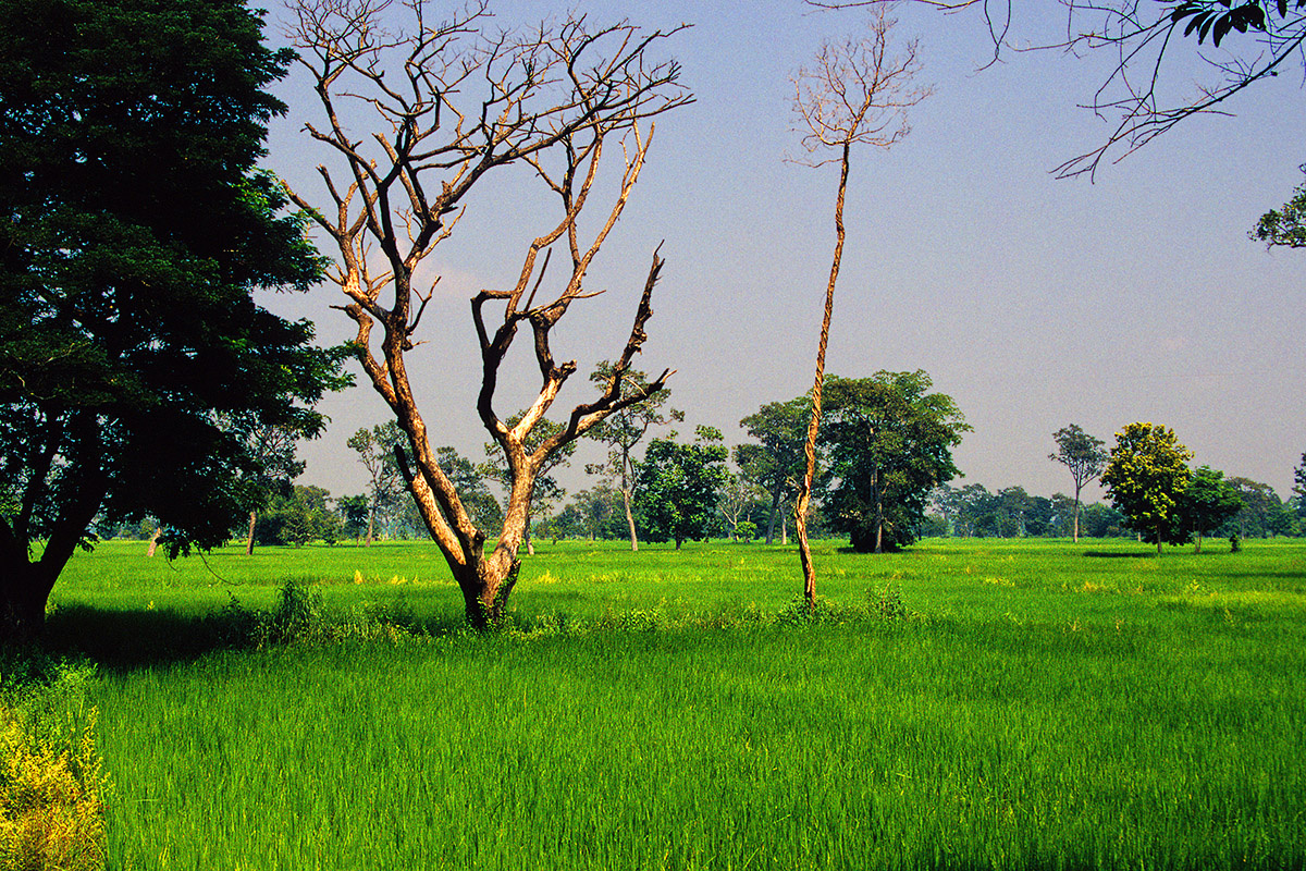 thailand/2004/isan_seas_of_green