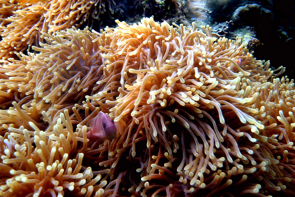 thailand/2004/ko_tao_anemone_fish