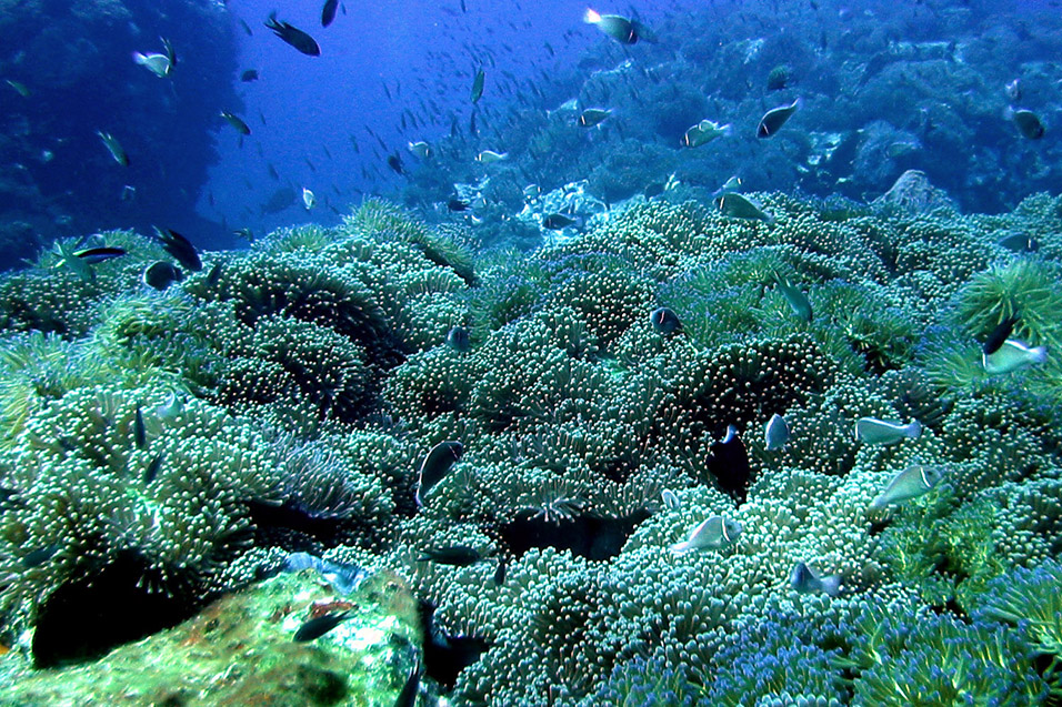 thailand/2004/ko_tao_anemones