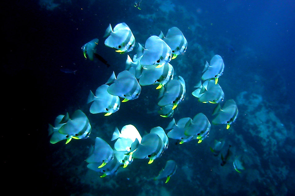 thailand/2004/ko_tao_fishes