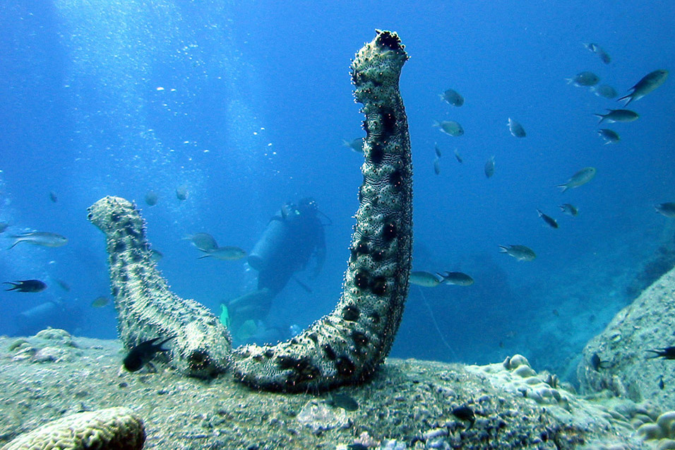 thailand/2004/ko_tao_sea_cucumber