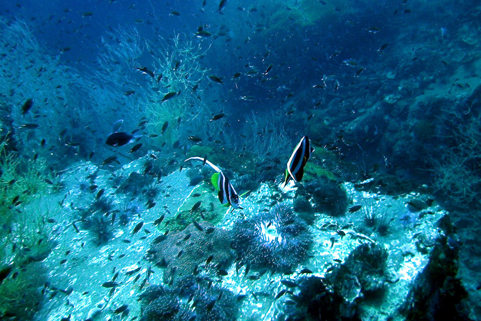 thailand/2004/ko_tao_underwater_universe