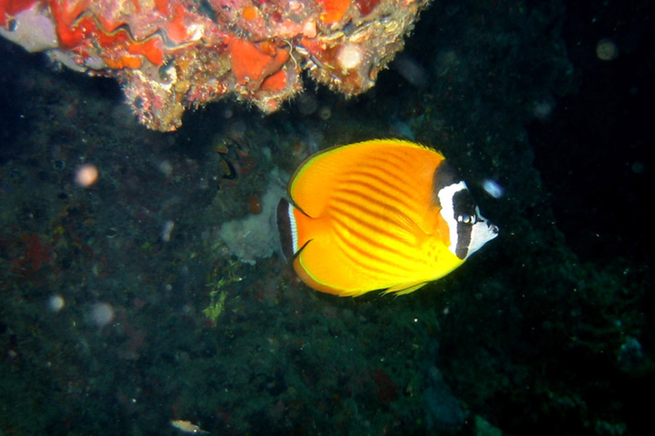 thailand/2004/ko_tao_yellow_fish