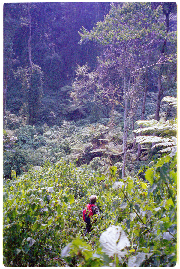 uganda/bwindi_gorilla_tracker_vertical