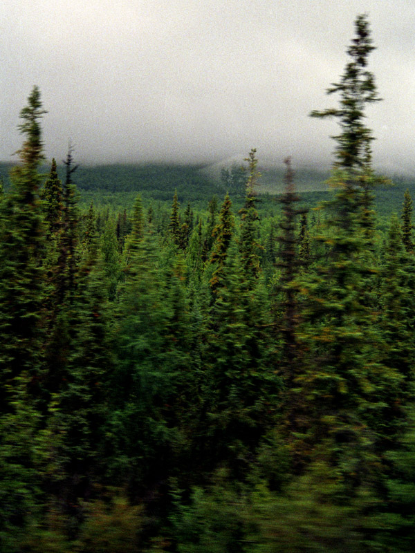 usa/alaska/alaska_trees_in_motion