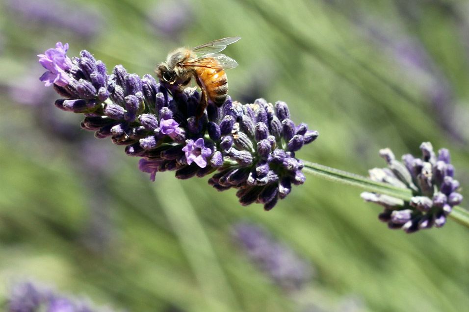 usa/california/lavendar_bee