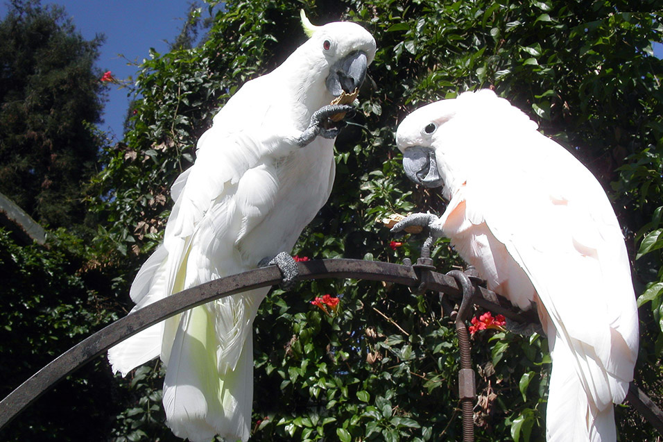 usa/los_angeles/playboy_mansion_birds