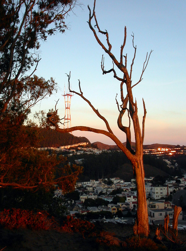 usa/san_francisco/golden_heights_dead_tree